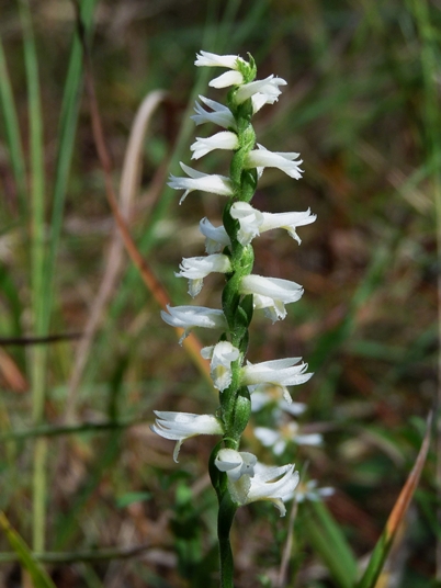 {Spiranthes magnicamporum}